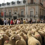 Die Schafe erobern Madrid