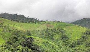 Gründe Hügel und viel Natur in Thailand