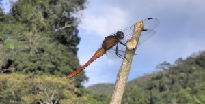 Eine riesige Libelle in Thailand