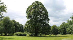 Prachtvoller Baum im Brandts Park