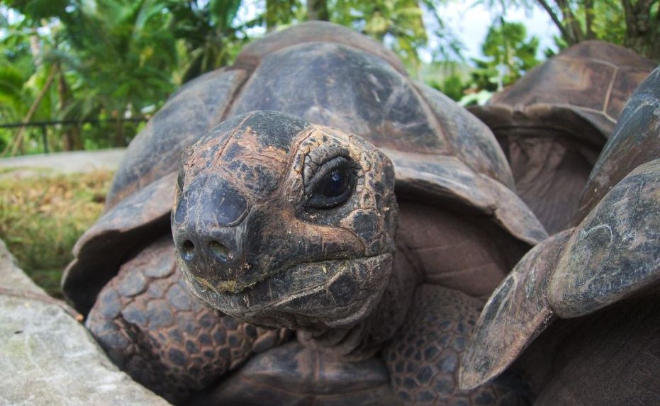 Schildkröte Seychellen