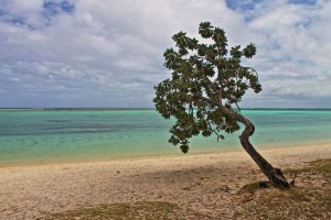Baum auf Mauritius