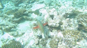 Fisch vor den Seychellen