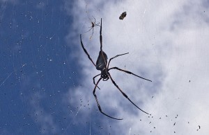 Riesen-Spinne