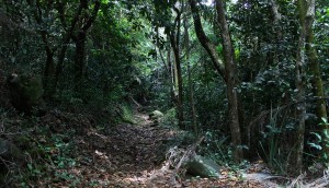 Wanderweg auf den Seychellen durch den Wald