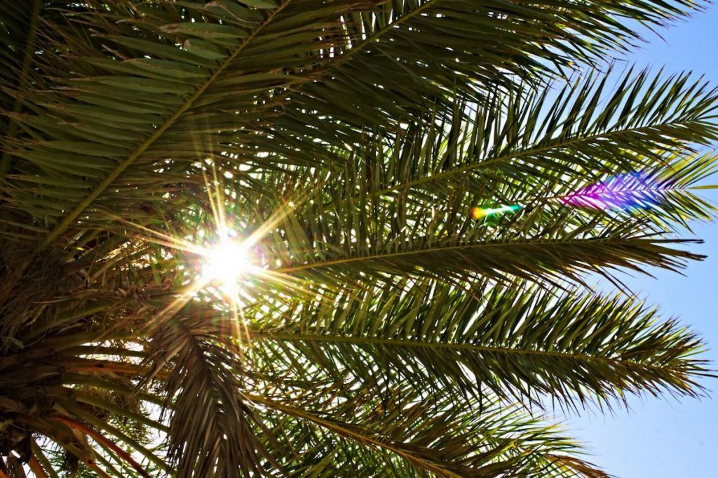 Palme mit Sonne