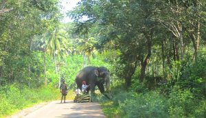 Elefant in Indien