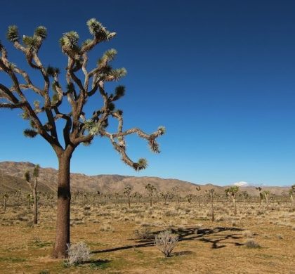 Joshua Tree Nationalpark – mehr als komische Bäume
