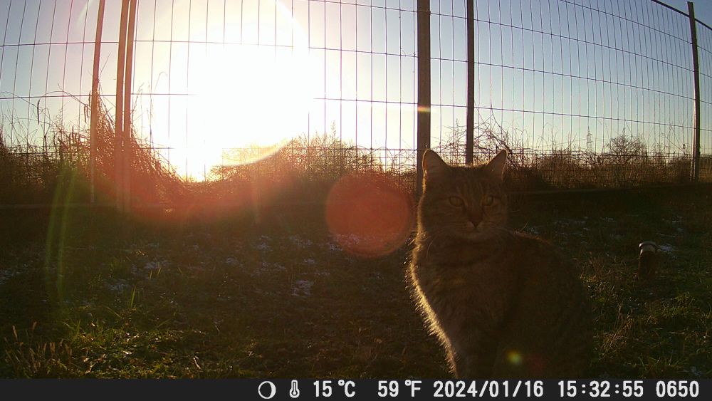 Wildkamera filmt Katze im Sonnenuntergang
